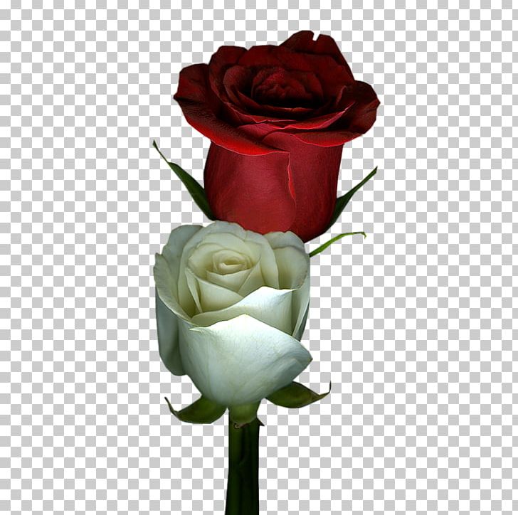 Garden Roses Cut Flowers Floral Design PNG, Clipart, Artificial Flower, Blume, Bud, Cicek, Cicekler Free PNG Download
