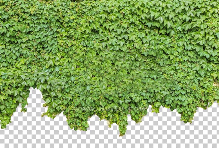 Parthenocissus Tricuspidata Ivy Plant Green PNG, Clipart, Animals, Background Green, Climb, Decoration, Environmental Free PNG Download