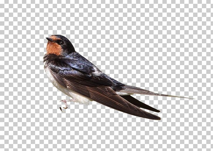 Bird Sparrow PNG, Clipart, American Sparrows, Animals, Beak, Birds, Download Free PNG Download