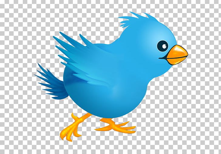 Computer Icons Social Media Logo PNG, Clipart, Artwork, Avatar, Beak, Bird, Bird Fly Free PNG Download