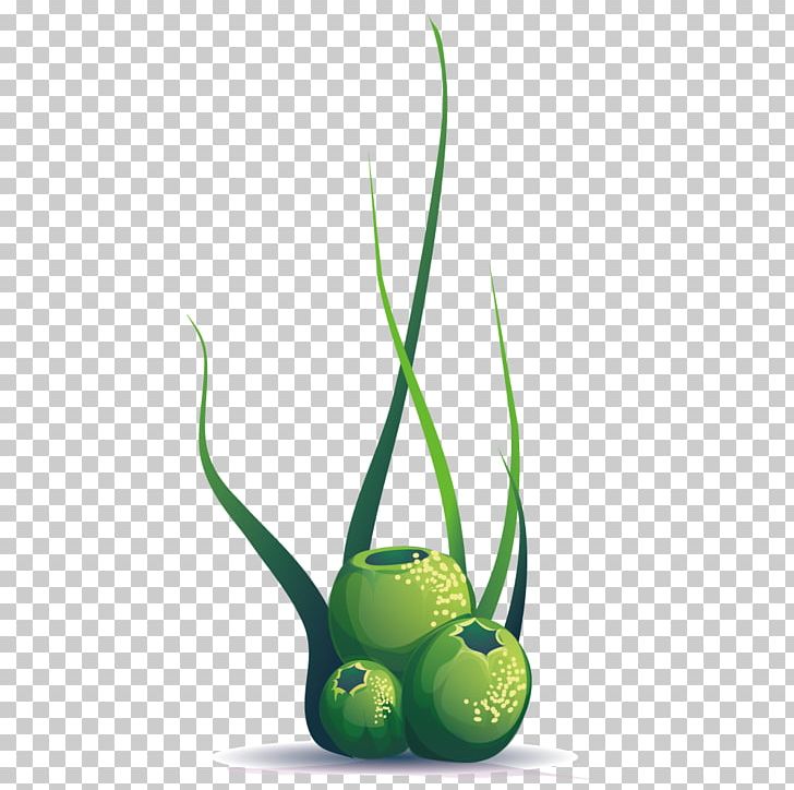 Plant Ball Euclidean PNG, Clipart, Algae, Aquatic Plant, Ball, Circle, Food Drinks Free PNG Download