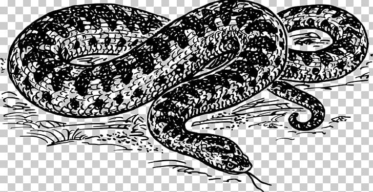 Snake Vipers Drawing PNG, Clipart, Adder, Amphibian, Animals, Art, Black And White Free PNG Download