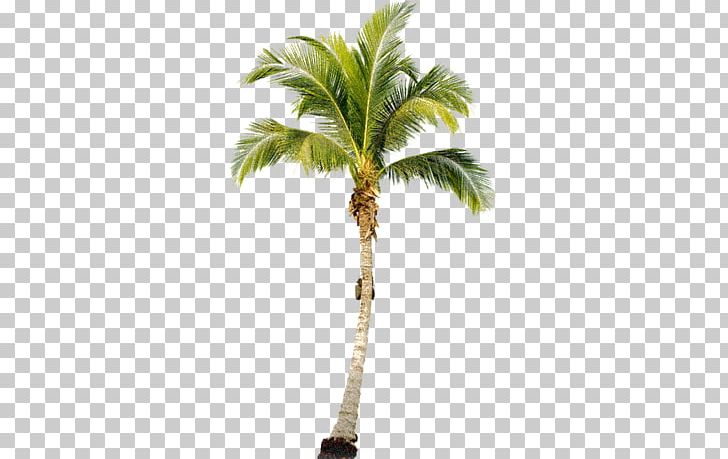 Arecaceae Tree PNG, Clipart, Arecaceae, Arecales, Borassus Flabellifer, Coconut, Computer Icons Free PNG Download