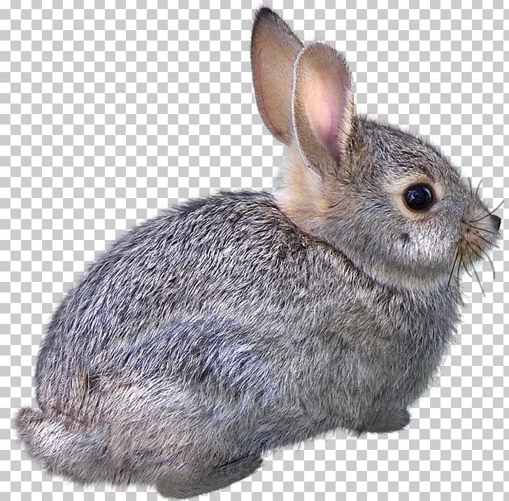 Domestic Rabbit Easter Bunny Hare Cat Animal PNG, Clipart, 3d Animation, Animal Material, Animal Silhouettes, Animation, Anime Character Free PNG Download