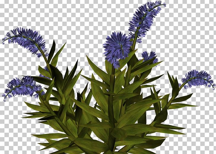 Flower IFolder Purple Grape Blue PNG, Clipart, Archive File, Blue, Flower, Flowering Plant, Fruit Free PNG Download
