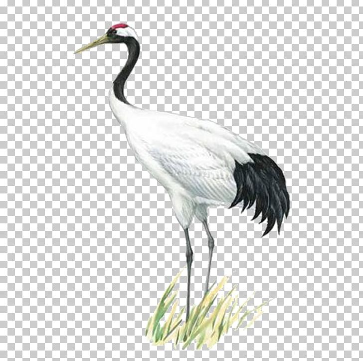 Red-crowned Crane Painting Ink Information PNG, Clipart, Beak, Bird, Bird Illustration, Ciconiiformes, Crane Free PNG Download