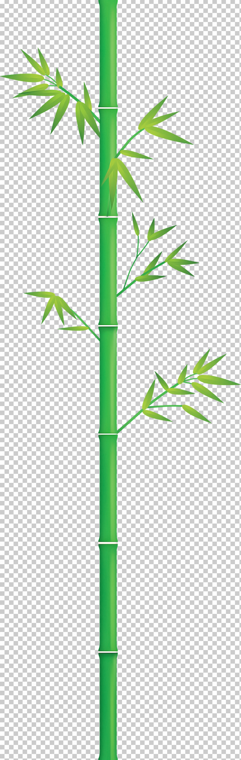 Bamboo Leaf PNG, Clipart, Bamboo, Grass, Grass Family, Green, Hemp Family Free PNG Download