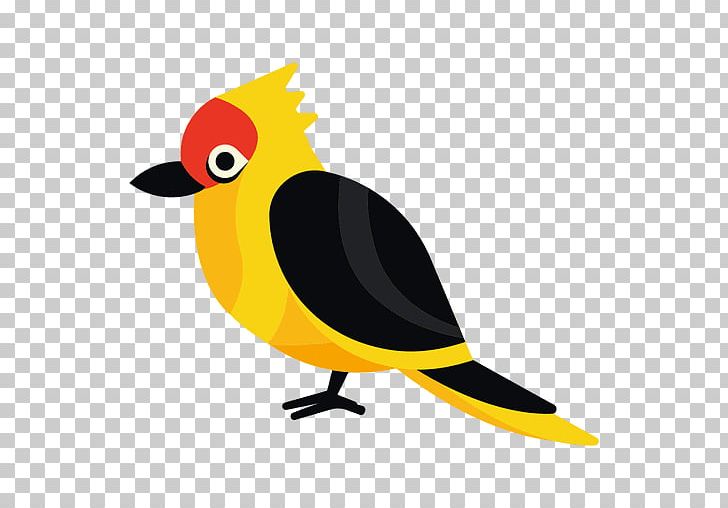 Bird Beak Parrot PNG, Clipart,  Free PNG Download