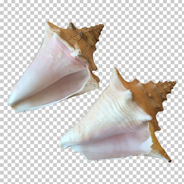 Conchology Shankha PNG, Clipart, Conch, Conchology, Seashell, Shankha Free PNG Download