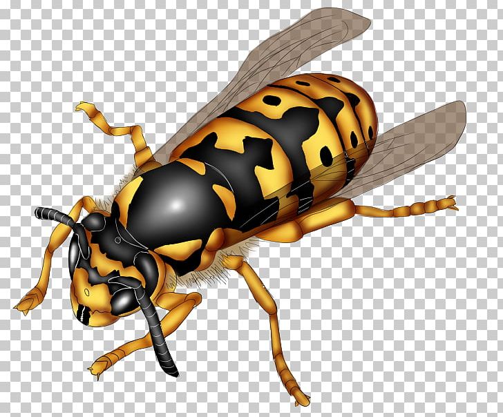 Hornet Bee Wasp Honeycomb Weevil PNG, Clipart, Arthropod, Bee, Beetle, Deviantart, Dragoon Free PNG Download