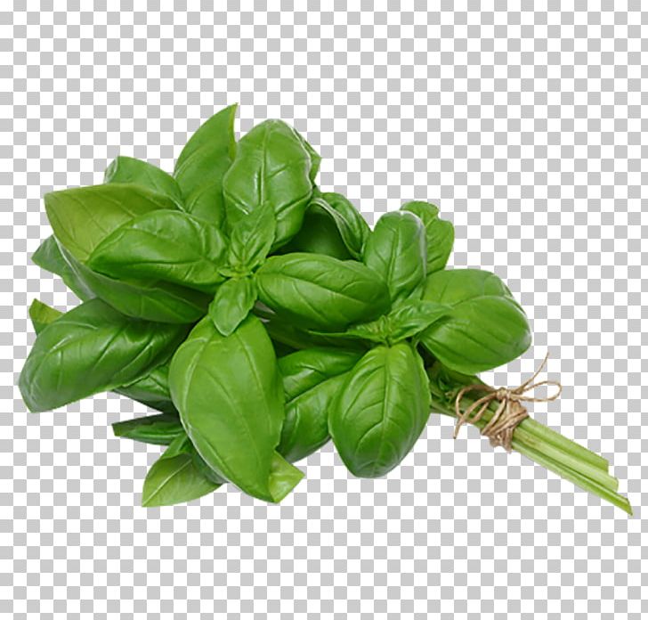Thai Basil Italian Cuisine Pesto Herb PNG, Clipart, Basil, Bay Leaf, Clove, Dish, Flavor Free PNG Download