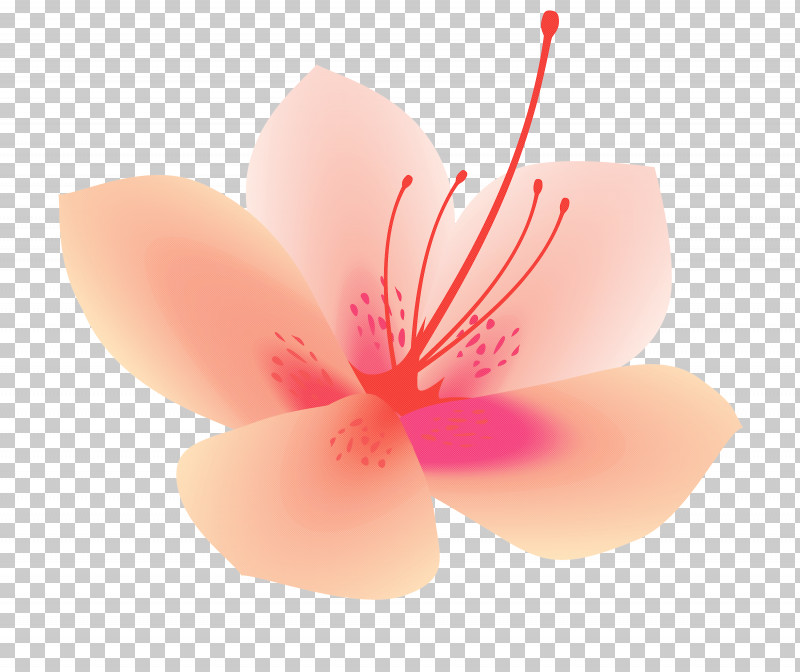 Azalea Spring Flower Azalea Flower PNG, Clipart, Azalea, Azalea Flower, Blossom, Flower, Hibiscus Free PNG Download