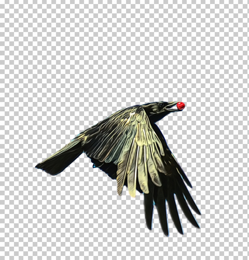 Feather PNG, Clipart, Beak, Cuckoos, Cuculiformes, Feather, Paint Free PNG Download