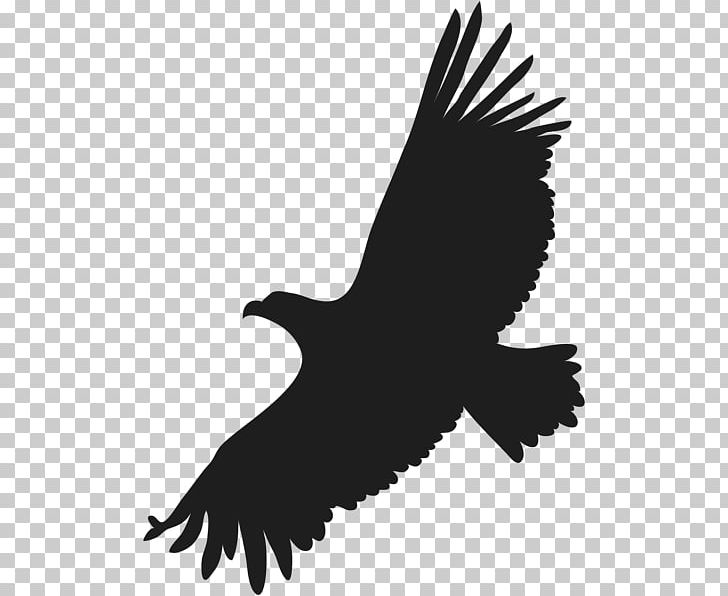 Bald Eagle PNG, Clipart, Accipitriformes, Animals, Bald Eagle, Beak, Bird Free PNG Download