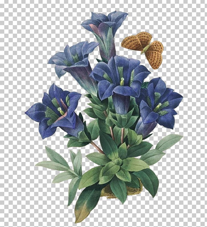 Botanical Illustration Flower Floral Design Art PNG, Clipart, Art, Bellflower Family, Blue, Botanical Illustration, Botanical Illustrator Free PNG Download