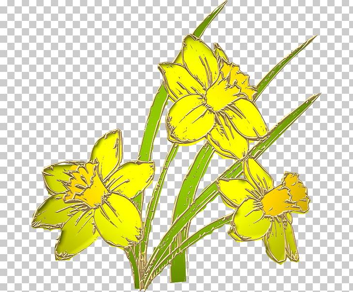 Rapeseed Rozalimas Cut Flowers Mother's Day Plant Stem PNG, Clipart,  Free PNG Download