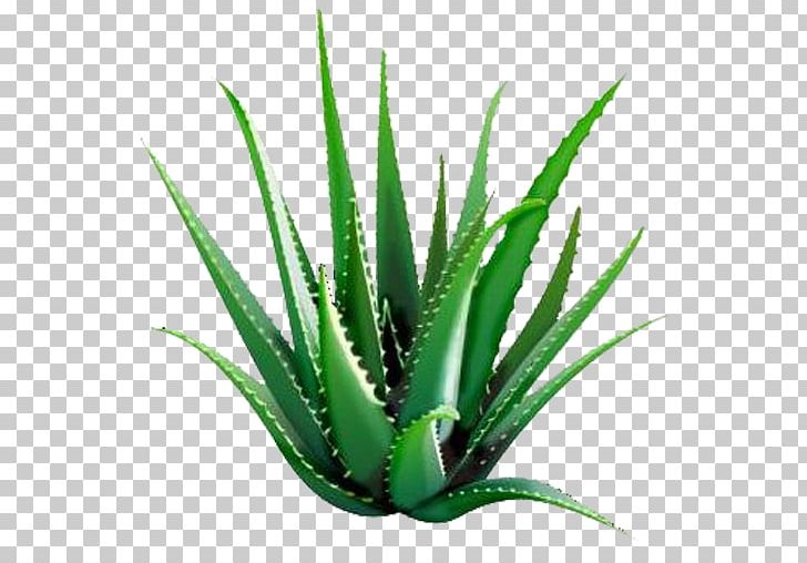 Aloe Vera Forever Living Products Gel Dietary Supplement Plant PNG, Clipart, Agave, Agave Azul, Aloe, Aloe Vera, Dietary Supplement Free PNG Download