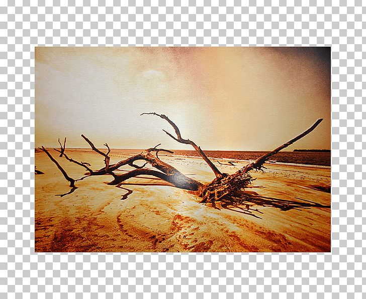Driftwood Beach Printing Lake Canvas Print Work Of Art PNG, Clipart, Aluminium, Beach, Branch, Brushed Metal, Canvas Print Free PNG Download