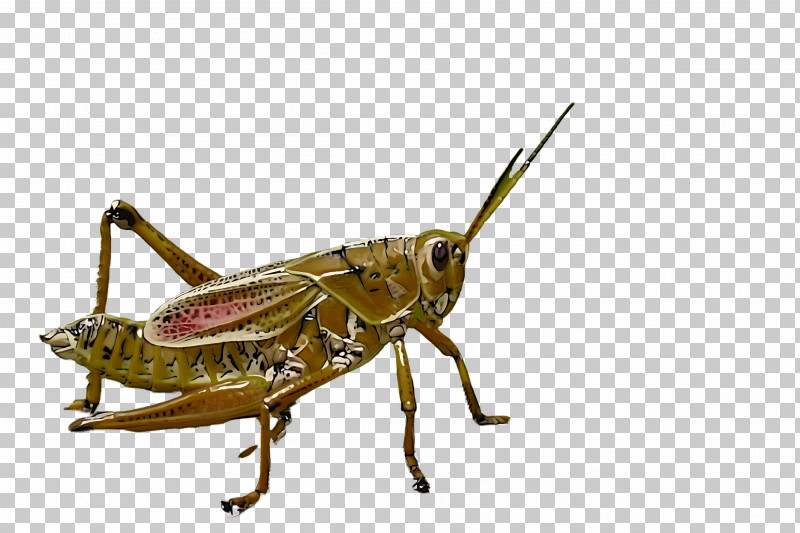 Insect Locust Cricket-like Insect Grasshopper Cricket PNG, Clipart, Cricket, Cricketlike Insect, Grasshopper, Insect, Locust Free PNG Download