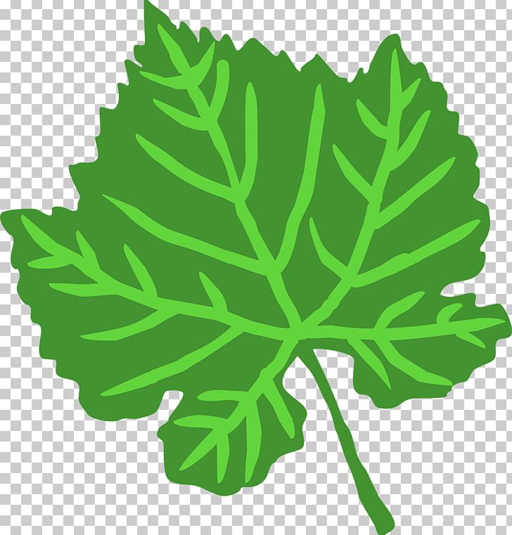Leaf Green Drawing PNG, Clipart, Acanthus, Drawing, Fern, Green, Green Leaves Free PNG Download