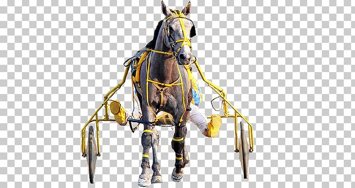 Horse Harnesses Bridle Harness Racing Horse Racing PNG, Clipart, Barrel Racing, Bit, Bridle, Chariot, Collar For A Horse Free PNG Download