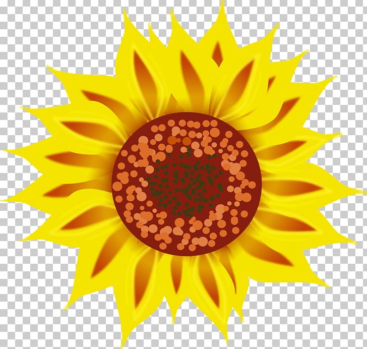 Jura Books Common Sunflower PNG, Clipart, Circle, Common Sunflower, Daisy Family, Download, Drawing Free PNG Download