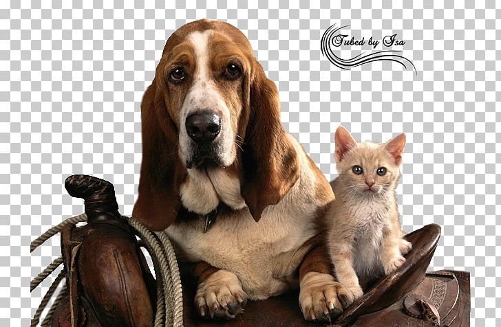 Basset Hound Puppy High-definition Television PNG, Clipart, 720p, 1080p, Animals, Basset Hound, Cat Free PNG Download