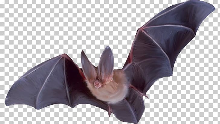 Bat Flight Raccoons Mammal PNG, Clipart, Animal, Animals, Bat, Bat Photos, Bats Free PNG Download