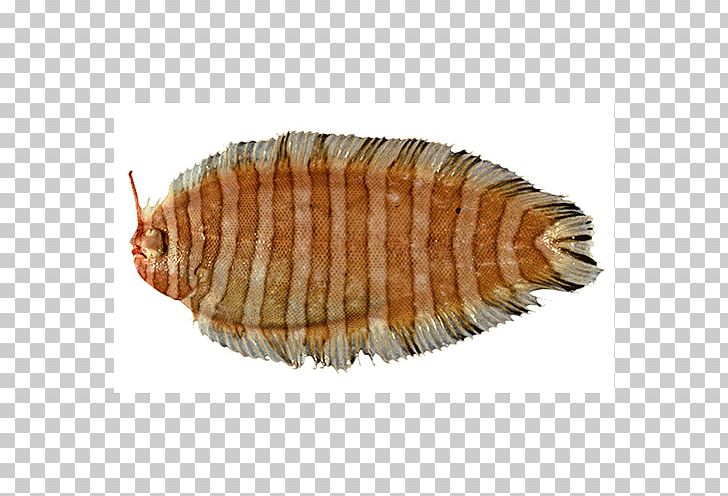 Isopods Terrestrial Animal Fish PNG, Clipart, Animal, Animal Source Foods, Div, Fauna, Fish Free PNG Download