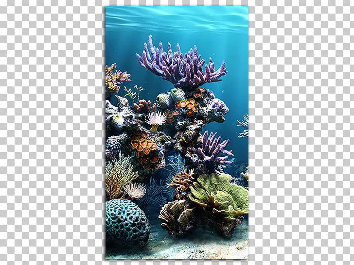 Aquarium Koi Goldfish Green Swordtail PNG, Clipart, Aquarium Decor, Aquarium Filters, Aquarium Lighting, Aquascaping, Coral Free PNG Download