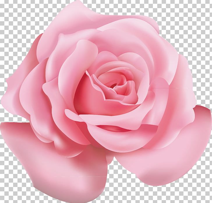 Beach Rose Pink Flower Icon PNG, Clipart, Blue Rose, Color, Cut Flowers, Floribunda, Flowering Plant Free PNG Download