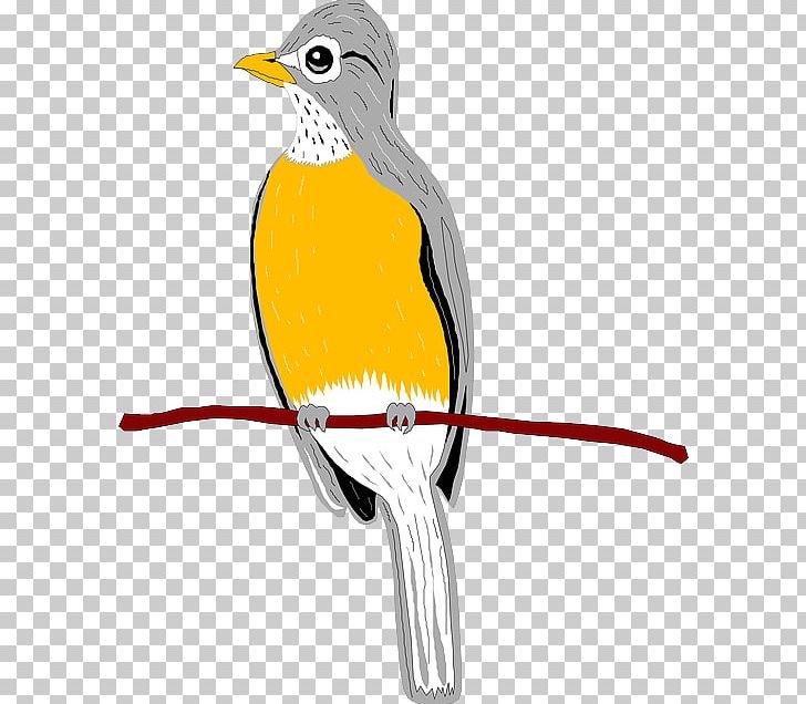 Beak Bird European Robin Wing PNG, Clipart, Animal, Animals, Beak, Bird, Branch Free PNG Download