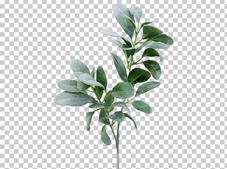 Branch Leaf Plant Stem Lamb's-ear Herb PNG, Clipart,  Free PNG Download