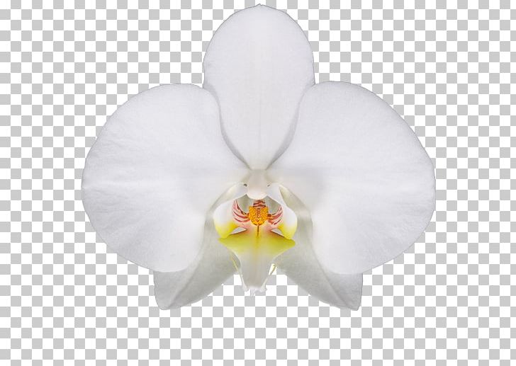 Moth Orchids Cattleya Orchids PNG, Clipart, Cattleya, Cattleya Orchids, Flower, Flowering Plant, Leeds Free PNG Download