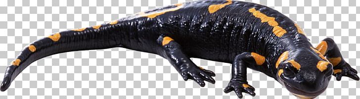 Newt Lizard Reptile Fire Salamander Common Iguanas PNG, Clipart, Amphibian, Animal, Animal Figure, Animals, Common Free PNG Download