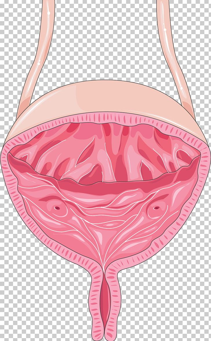Servier Medical Urinary Bladder Excretory System Urology Kidney PNG, Clipart, Active Undergarment, Banco De Imagens, Brassiere, Briefs, Cooky Free PNG Download