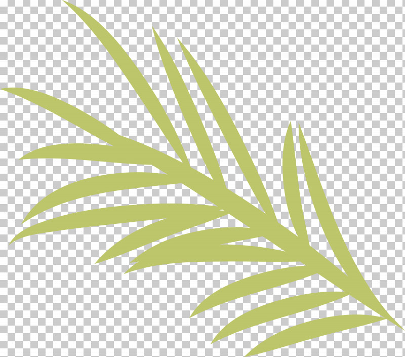 Palm Trees PNG, Clipart, Biology, Grasses, Leaf, Line, Paint Free PNG Download