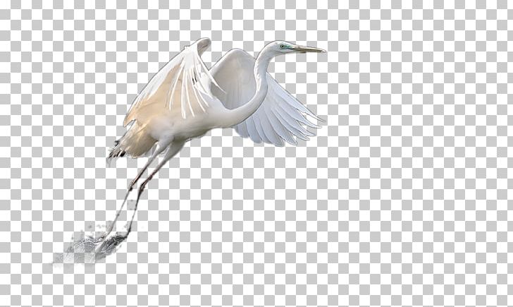 Bailu PNG, Clipart, Adobe Illustrator, Bailu, Beak, Bird, Crane Free PNG Download