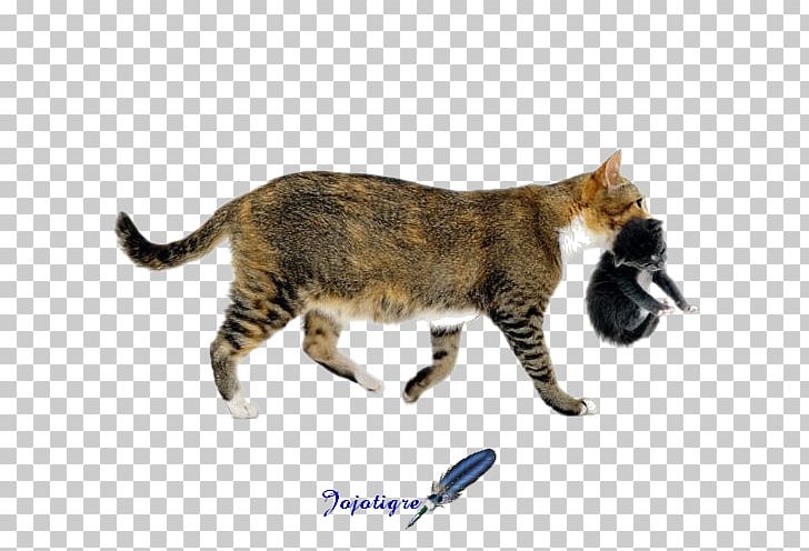 Kitten Tortoiseshell Cat Why Does My Cat PNG, Clipart, American Wirehair, Animals, Carnivoran, Cat, Cat Like Mammal Free PNG Download