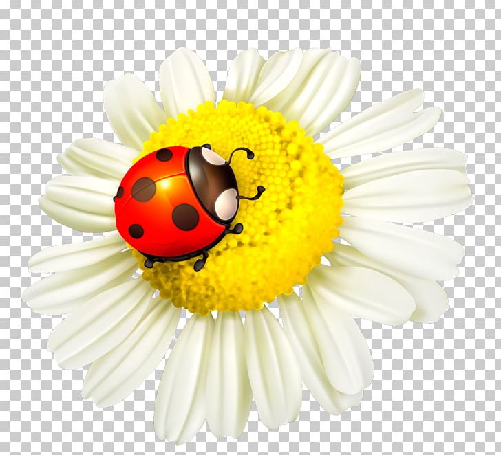 Ladybird Beetle Flower Insect PNG, Clipart, Beetle, Closeup, Common Daisy, Computer, Daisy Free PNG Download