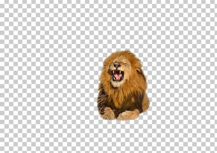 Lion Roar PNG, Clipart, Animal, Animal Figure, Animals, Big Cats, Carnivora Free PNG Download