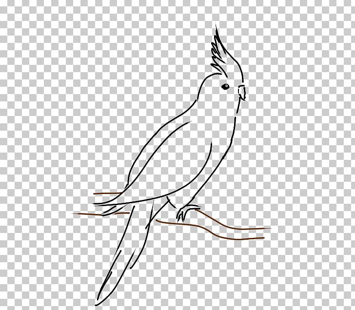 Cockatiel Line Art Drawing Cockatoo PNG, Clipart, Animals, Artwork, Beak,  Bird, Black And White Free PNG