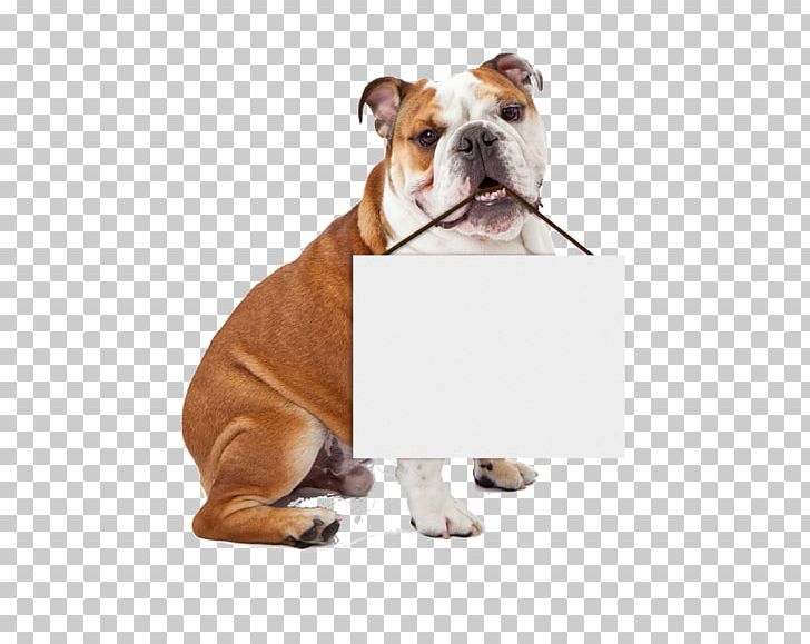 Dog Puppy Pet Veterinarian Cat PNG, Clipart, Animals, Bulldog, Carnivoran, Dog, Dog Biscuit Free PNG Download