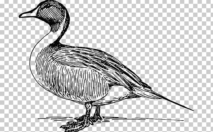 Duck Mallard Goose PNG, Clipart, Anatidae, Art, Artwork, Beak, Bird Free PNG Download