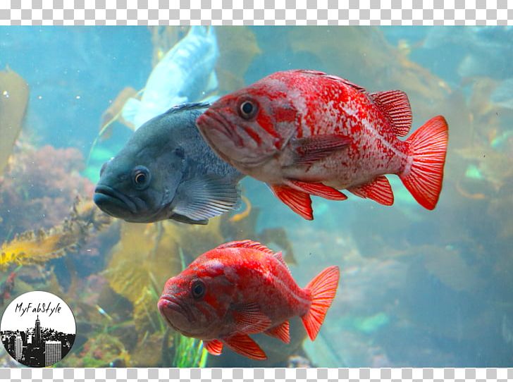 Goldfish Koi Aquariums Ecosystem Water PNG, Clipart, Aquarium, Aquariums, Biology, Bony Fish, Coral Free PNG Download