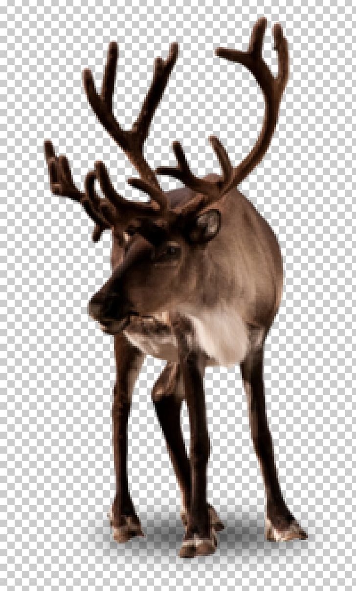 Rudolph Deer Santa Claus Boreal Woodland Caribou Christmas PNG, Clipart, Animals, Antler, Boreal Woodland Caribou, Christmas, Christmas Decoration Free PNG Download