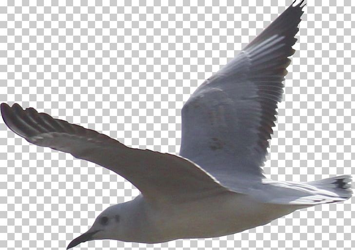 Gulls Shorebirds European Herring Gull PNG, Clipart, American Herring Gull, Animal, Animals, Beak, Bird Free PNG Download