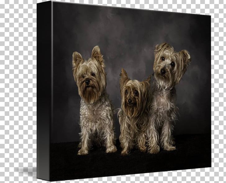 Yorkshire Terrier Cairn Terrier Glen Morkie Art PNG, Clipart, Art, Cairn Terrier, Canvas, Canvas Print, Carnivoran Free PNG Download