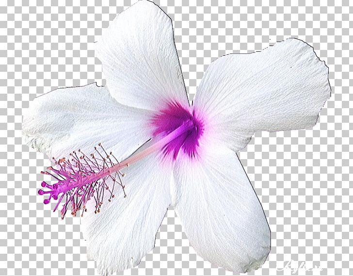Hibiscus PNG, Clipart, Flower, Flowering Plant, Hibiscus, Lilac, Mallow Family Free PNG Download