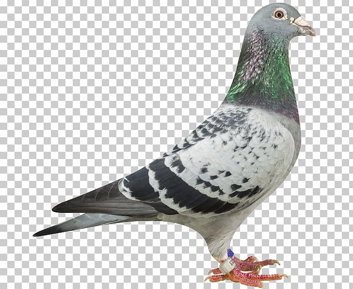Homing Pigeon Rock Dove Columbidae Pigeon Keeping Mail PNG, Clipart, 311 Day Live In New Orleans, Animal, Beak, Bird, Breeder Free PNG Download